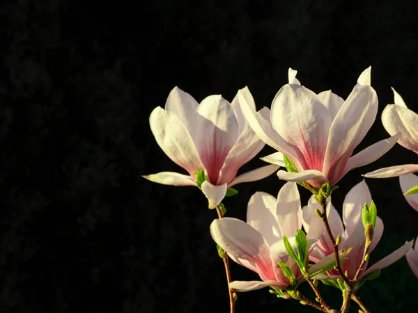 Ramo Dell Albero Magnolia Con Bianco Viola Fioritura Primo Piano — Foto Stock