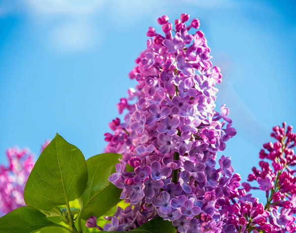 Frisse Paarse Lilac Bloemen Bos Heldere Blauwe Lucht Achtergrond Zonnige — Stockfoto