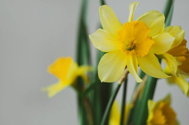 Bulanık gökyüzü arkaplanındaki güzel sarı nergis çiçeği çok az yakın çekim tarzında. Bahar doğası tebrik kartı, tatil web sitesi afişi, modern anahtar. Güneşli bir günde parlak bir ışık.