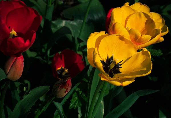 Blooming Yellow Tulips Spring Flowerbed Low Key Background Field Bright — Stock Photo, Image