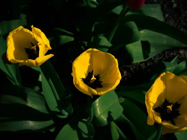 Tulipanes Amarillos Florecientes Fondo Flores Primavera Campo Flores Florecientes Hermosas — Foto de Stock