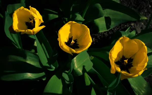 Floração Tulipas Amarelas Canteiro Flores Primavera Fundo Tecla Baixa Campo — Fotografia de Stock