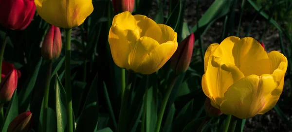 Цветущие Желтые Тюльпаны Весеннем Цветнике Низком Ключевом Фоне Поле Ярких — стоковое фото