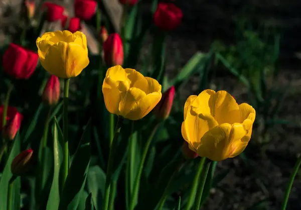 Tulipanes Amarillos Florecientes Fondo Flores Primavera Campo Flores Florecientes Hermosas — Foto de Stock