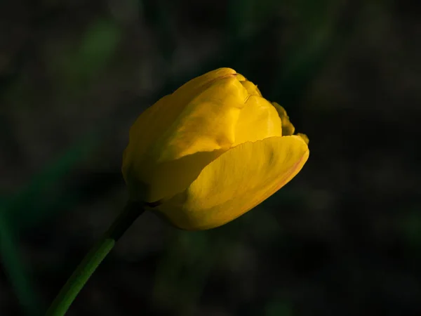 Tulipani Gialli Fioriti Primavera Aiuola Basso Sfondo Chiave Campo Bei — Foto Stock