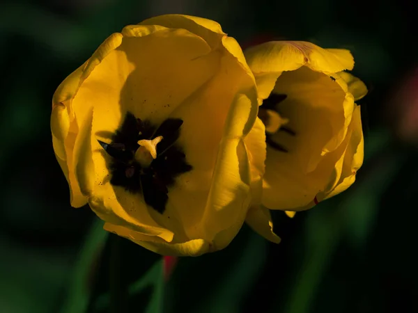Цветущие Желтые Тюльпаны Весеннем Цветнике Низком Ключевом Фоне Поле Ярких — стоковое фото