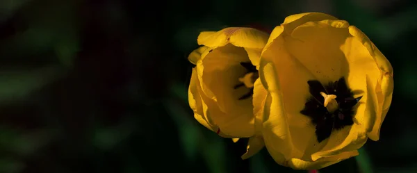 Ανθισμένες Κίτρινες Τουλίπες Ανοιξιάτικο Παρτέρι Χαμηλού Κλειδιού Πεδίο Από Φωτεινά — Φωτογραφία Αρχείου