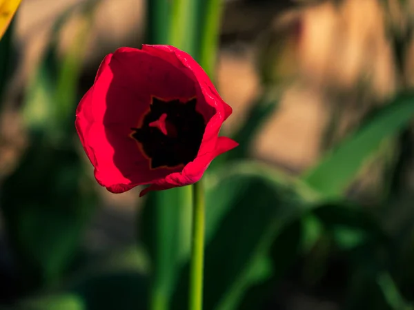 Floração Tulipa Vermelha Fundo Tecla Baixa Canteiro Flores Primavera Campo — Fotografia de Stock