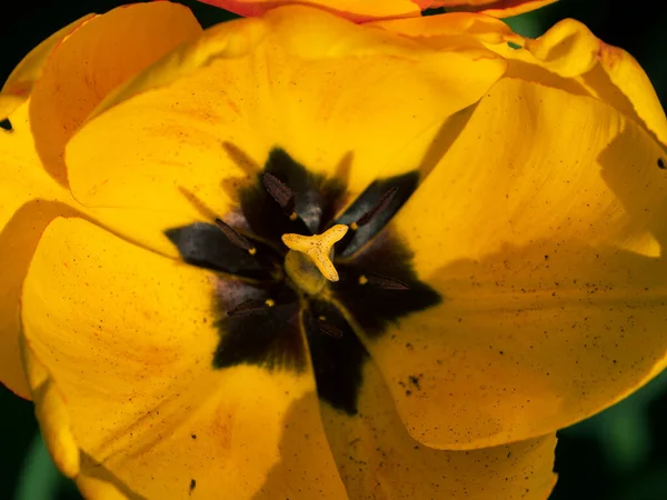Floração Tulipas Amarelas Canteiro Flores Primavera Fundo Tecla Baixa Campo — Fotografia de Stock