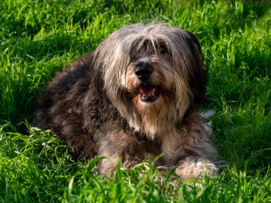 Komik evcil hayvanlar arka planda kalıyor. Polonya Lowland Sheepdog 'u yeşil çimlere oturmuş pembe dil gösteriyor. Şirin, büyük, siyah, tüylü, uzun, yün kaplı bir köpek. Pire Kenesi Böcekleri Önleme Ürünleri.