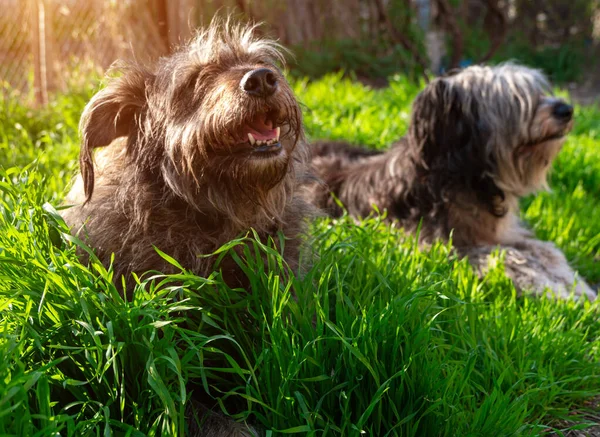 Funny pet animals spring background. Polish Lowland Sheepdog sitting on green grass showing pink tongue. Cute big black white fluffy long wool thick-coated dog. Flea Tick insects Prevention Products.