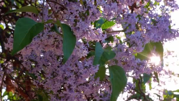 日没の空の背景にサンビームと新鮮な紫色のライラックの花 開花枝を通して輝く太陽光線 カラフルな春の夏の花の自然スクリーンセーバー 母の日4Kグリーティングカード — ストック動画