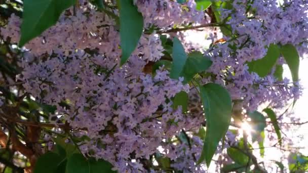 Flores Lila Púrpura Fresca Con Rayo Sol Sobre Fondo Cielo — Vídeo de stock