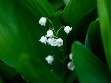 Yeşil yapraklı vadi zambakları. Karamsar, sade, minimalizm tarzı çiçekler arka planda fotoğraf pankartı. Tebrik kartı kopyalama alanına bayılırım. Anneler Günü Kadınlar Günü duvar kâğıdı.