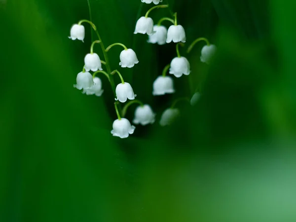 Increíbles Lirios Florecientes Del Valle Con Hojas Verdes Dark Moody — Foto de Stock