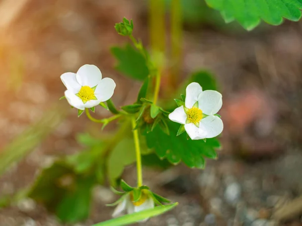 White Strawberry Flowers Green Leaves Growing Soil Garden Local Food — Stock Photo, Image