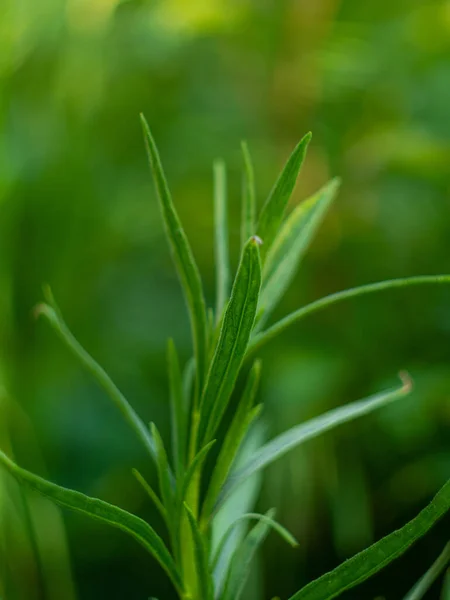 Tarragon or Estragon green leaves growing from the soil in the garden. Medicinal and food plant Artemisia or wormwood for lemonade drinks and cooking. Local food gardening, eco organic fresh herbs.