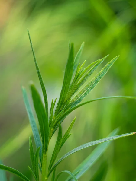 庭の土から成長するタラゴンまたはエストラゴンの緑の葉 薬用植物と食品植物レモネードドリンクや料理のためのアルテミシアやワームウッド 地元のフードガーデニング エコ有機新鮮なハーブ — ストック写真