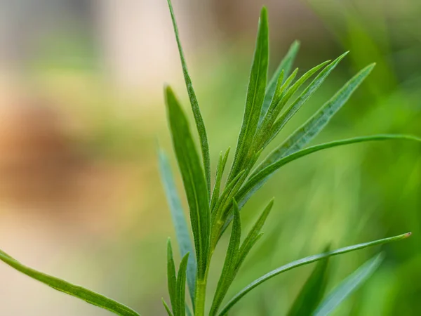 庭の土から成長するタラゴンまたはエストラゴンの緑の葉 薬用植物と食品植物レモネードドリンクや料理のためのアルテミシアやワームウッド 地元のフードガーデニング エコ有機新鮮なハーブ — ストック写真