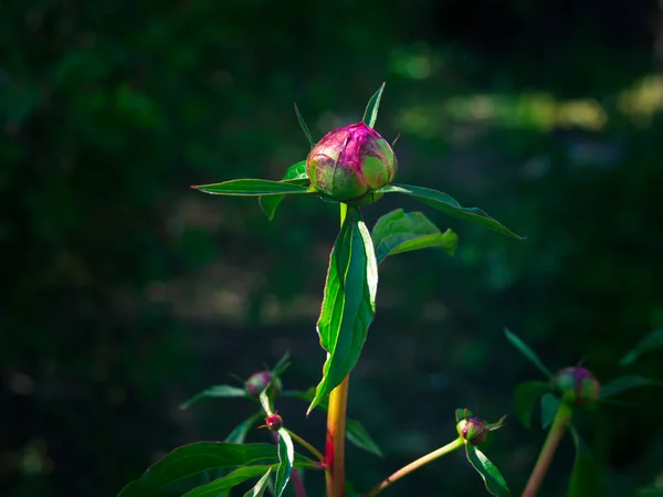 Bocciolo Fiore Peonia Rosa Sfondo Foglie Verdi Basso Chiave Peonie — Foto Stock