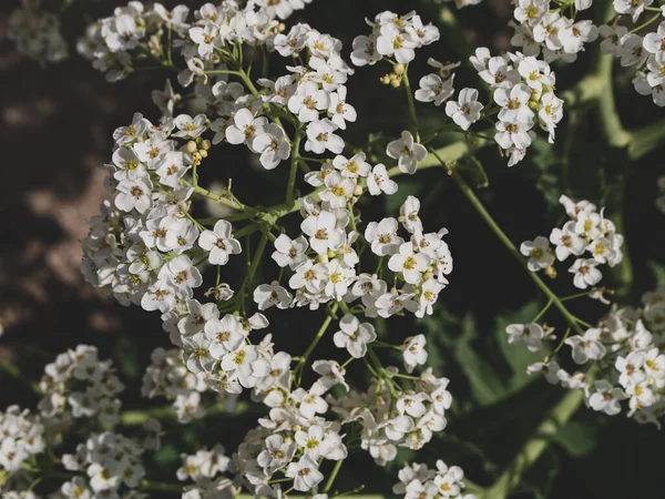 Sea Kale Crambe Maritima White Flowers Sand Green Halophytic Flowering — ストック写真