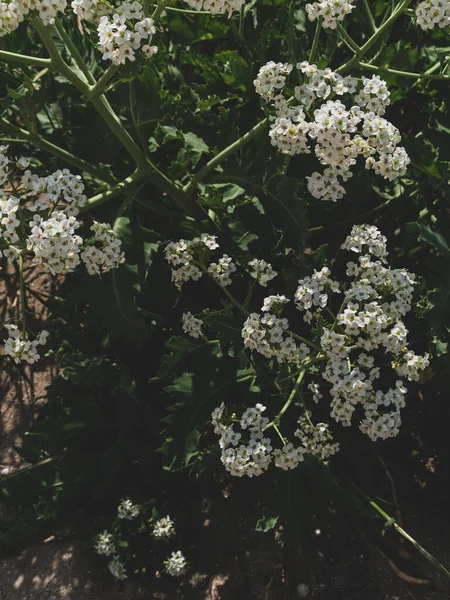 Sea Kale Crambe Maritima White Flowers Sand Green Halophytic Flowering — ストック写真