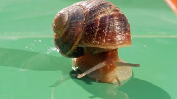 Ślimak Czołgający Się Zielonych Liściach Zielonej Płytki Świeżym Powietrzu Helix — Wideo stockowe