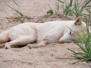 Kulaklarında kene olan beyaz köpek yaz mevsimi doğası ve kumsal geçmişi. Hayvanlar düşmüş böcekler. Yavru köpek tüyü yüzeyi. Hayvan bakımı, köpek kürkündeki pirelere karşı tedavi için reklam arkaplanı..