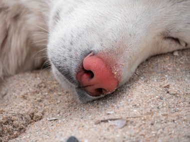 Kulaklarında kene olan beyaz köpek yaz mevsimi doğası ve kumsal geçmişi. Hayvanlar düşmüş böcekler. Yavru köpek tüyü yüzeyi. Hayvan bakımı, köpek kürkündeki pirelere karşı tedavi için reklam arkaplanı..