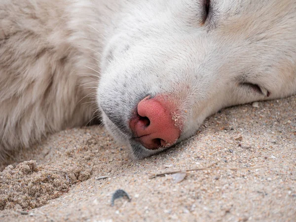 Kulaklarında kene olan beyaz köpek yaz mevsimi doğası ve kumsal geçmişi. Hayvanlar düşmüş böcekler. Yavru köpek tüyü yüzeyi. Hayvan bakımı, köpek kürkündeki pirelere karşı tedavi için reklam arkaplanı..