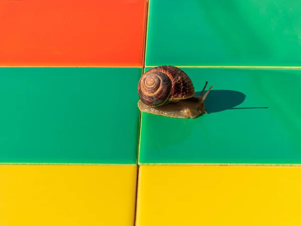 Snail Crawling Colorful Mosaic Ceramic Tile Outdoor Helix Pomatia Roman — Stock Photo, Image