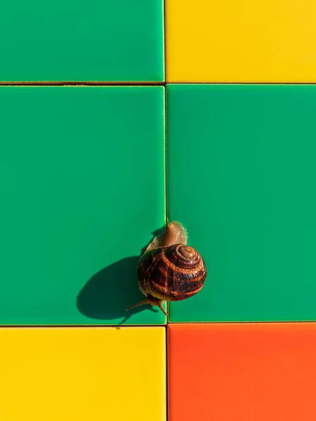Snail Crawling Colorful Mosaic Ceramic Tile Outdoor Helix Pomatia Roman — Stock Photo, Image