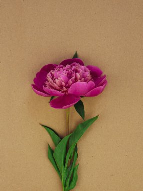 Kahverengi kraft kağıdının üzerine pembe şakayık çiçeği, en az çevre dostu daire tatil kutlaması konsepti. Kadınlar Anneler Günü 'nün doğum günü romantik tebrik kartı şablonu fotokopi alanı