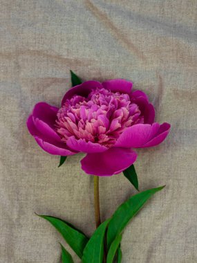 Doğal gri keten kumaştan arka plan manzaralı pembe şakayık çiçeği, minimum çevre dostu daire tatili kutlaması konsepti. Kadınlar Anneler Günü 'nün doğum günü romantik tebrik kartı şablonu fotokopi alanı