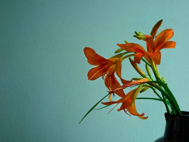 Kaplan zambağı seramik vazoda gölgeli turkuaz duvar arka planında. Lilium lancifolium portakal çiçeği buketi ahşap çiftlik masasında. Yazlık kır evi estetiği ülke kırsal minimalizm karanlık stil.