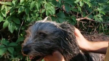 Adam köpeği taraklı yaz bahçesiyle yıkıyor. Evcil hayvan pirelere karşı banyo yapıyor. Eller dışarıda ıslak, uzun tüylü hayvanları tarıyor. Sevgi destekli köpek evlat edinme konsepti. Polonya ovası kalın kaplamalı çoban köpeği