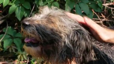 Adam köpeği taraklı yaz bahçesiyle yıkıyor. Evcil hayvan pirelere karşı banyo yapıyor. Eller dışarıda ıslak, uzun tüylü hayvanları tarıyor. Sevgi destekli köpek evlat edinme konsepti. Polonya ovası kalın kaplamalı çoban köpeği