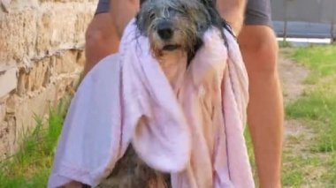 Adam havluyla ıslak mendil yıkıyor. Evcil hayvan pirelere karşı banyo yapıyor. Eller dışarıda ıslak, uzun tüylü hayvanları tarıyor. Sevgi destekli köpek evlat edinme. Polonya ovası kalın kaplamalı çoban köpeği