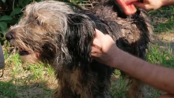 男は夏の裏庭に櫛で犬を洗う ペットはノミのダニに対して風呂に入る 濡れた長い毛皮の動物の屋外をもたらす手 愛のサポート子犬の養子縁組の概念 ポーランド低地の厚いコーティングされたシープドッグ — ストック動画