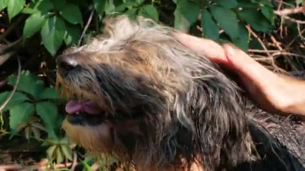 Man Washes Dog Comb Summer Backyard Pet Taking Bath Fleas — 图库视频影像