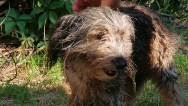 Man Washes Dog Comb Summer Backyard Pet Taking Bath Fleas — 图库视频影像