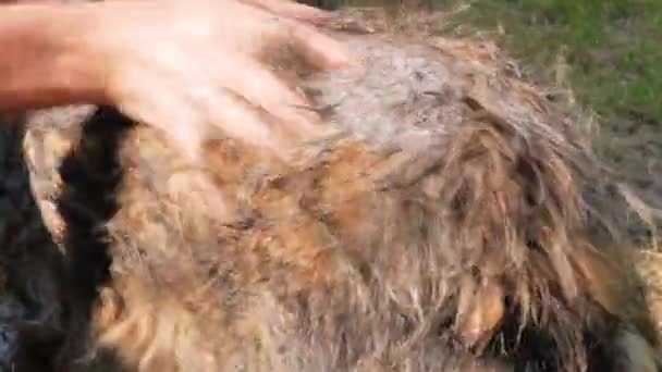 Man Washes Dog Comb Backyard Pet Taking Bath Fleas Ticks — Vídeo de stock