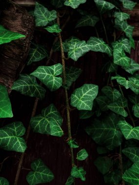 Eski, yıpranmış kaya duvar zemininde doğal yeşil sarmaşık yaprakları. Yaratıcı duvar kâğıdı, tasarım ve metin işareti için web sitesi arkaplanı. Doğal asma renkleri dekoratif yüzey. Bir taşın üzerindeki yeşillik siluetleri.