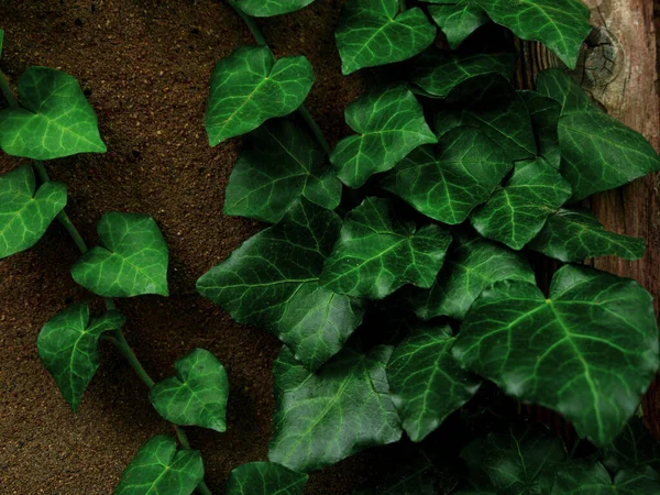 Natural Green Ivy Leaves Old Weathered Rock Wall Background Creative — Stockfoto
