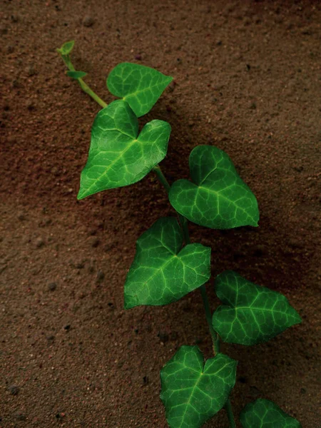 바위로 뒤덮인 벽면에 녹색의 아이비 크리에이티브 디자인 텍스트 사인에 사이트 — 스톡 사진
