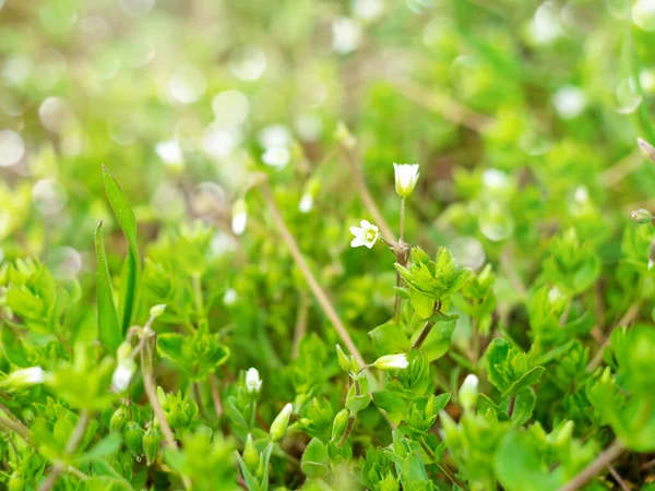 Divoké Malé Bílé Květy Čerstvé Zelené Trávě Rozmazané Bokeh Úžasné — Stock fotografie