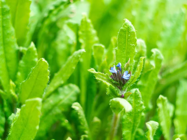 Wild Blå Blommor Färska Gröna Gräs Suddig Bokeh Fantastisk Natur — Stockfoto