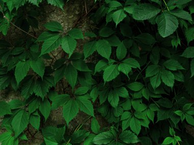 Natural green wild grapes wall background. Creative floral foliage wallpaper, botanical website backdrop for design text sign. Natural vine vivid colors decorative surface Greenery silhouettes texture