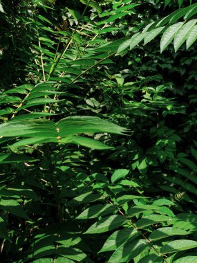 Natural green wild grapes wall background. Creative floral foliage wallpaper, Ailanto or Tree of Heaven botanical website backdrop. Natural Ailanthus altissima fis Greenery silhouettes texture surface