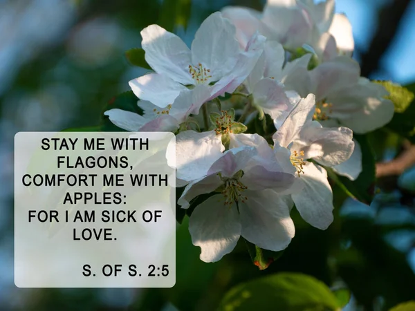 Bible quotes on blurred apple tree green spring nature background. Card for believers. Inspirational praying thought. Christian faith. Stay me with flagons comfort me with apples for I am sick of love